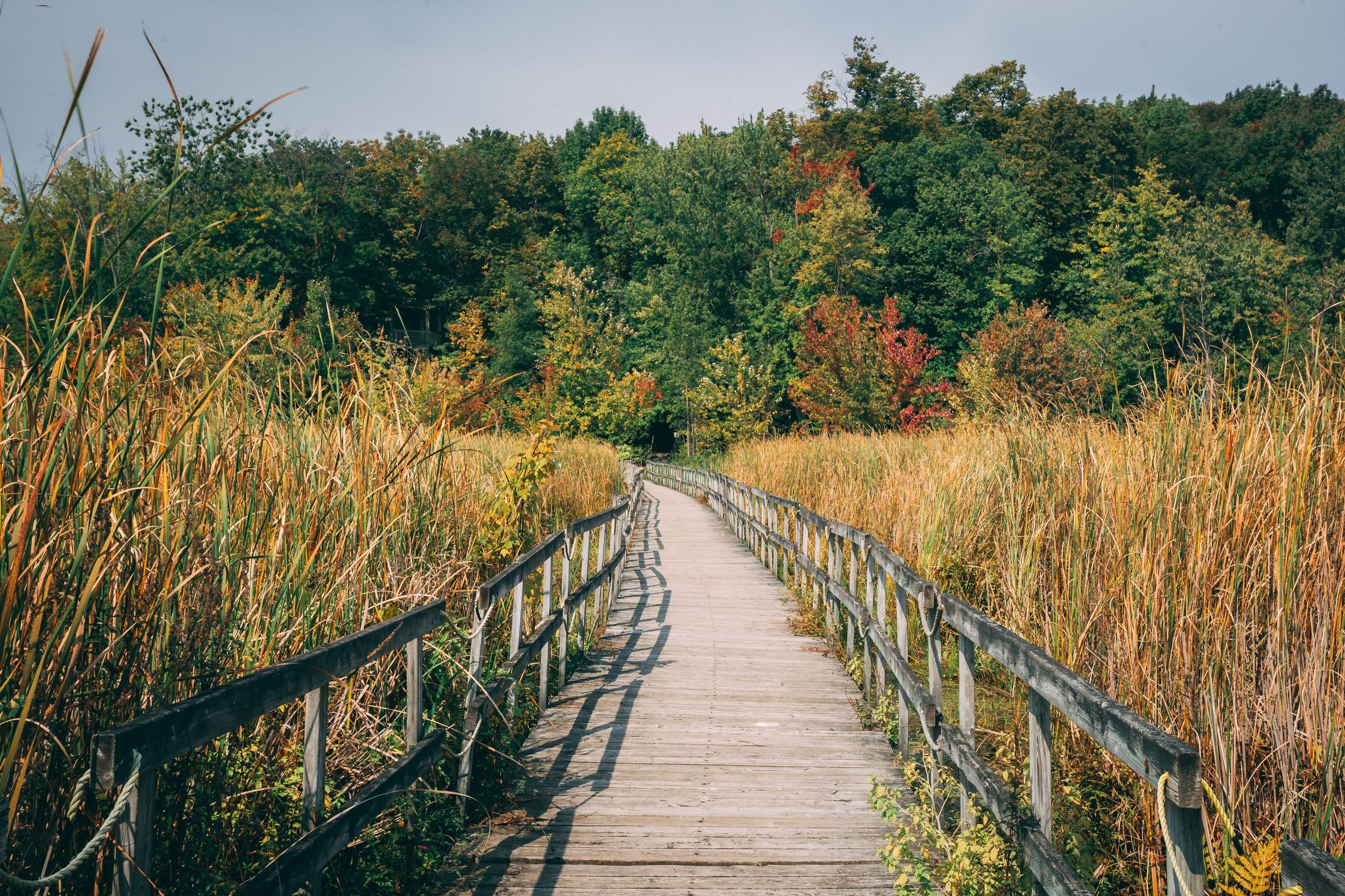 A wooden boardwalk stretches through tall grasses and reeds leading towards a dense forest with trees showing early autumn colors under a clear sky.